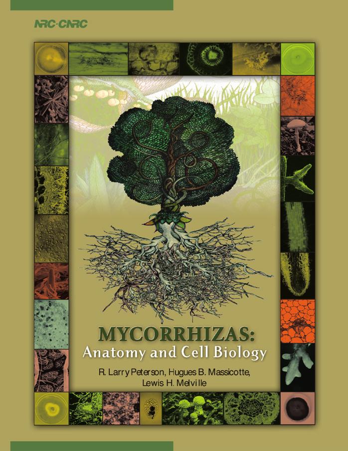 Mycorrhizas: Anatomy and Cell Biology