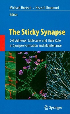 The Sticky Synapse: Cell Adhesion Molecules and Their Role in Synapse Formation and Maintenance
